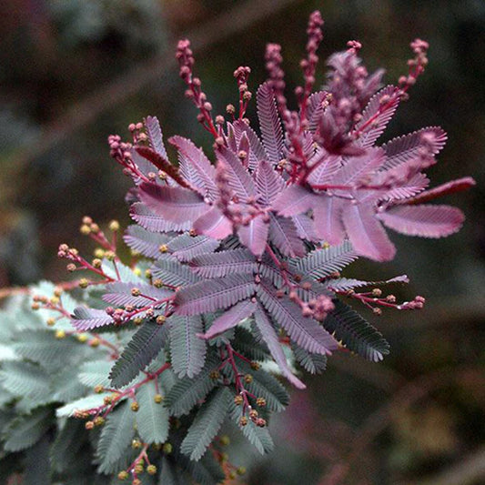 Purple-leaved Cootamundra Wattle Purpurea (Acacia baileyana)