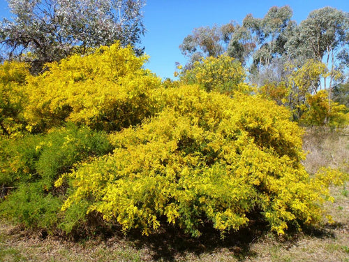 Wyalong Wattle Gold Lace Standards (Acacia cardiophylla) - Ladybird Nursery