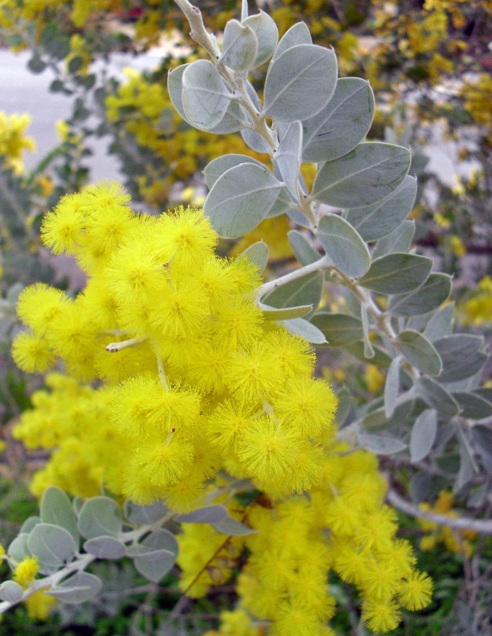 Queensland Silver Wattle (Acacia podalyriifolia) - Ladybird Nursery