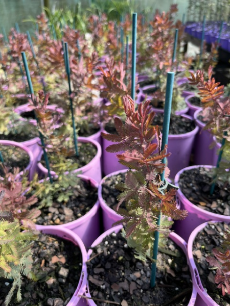 Acacia 'Rainbow'