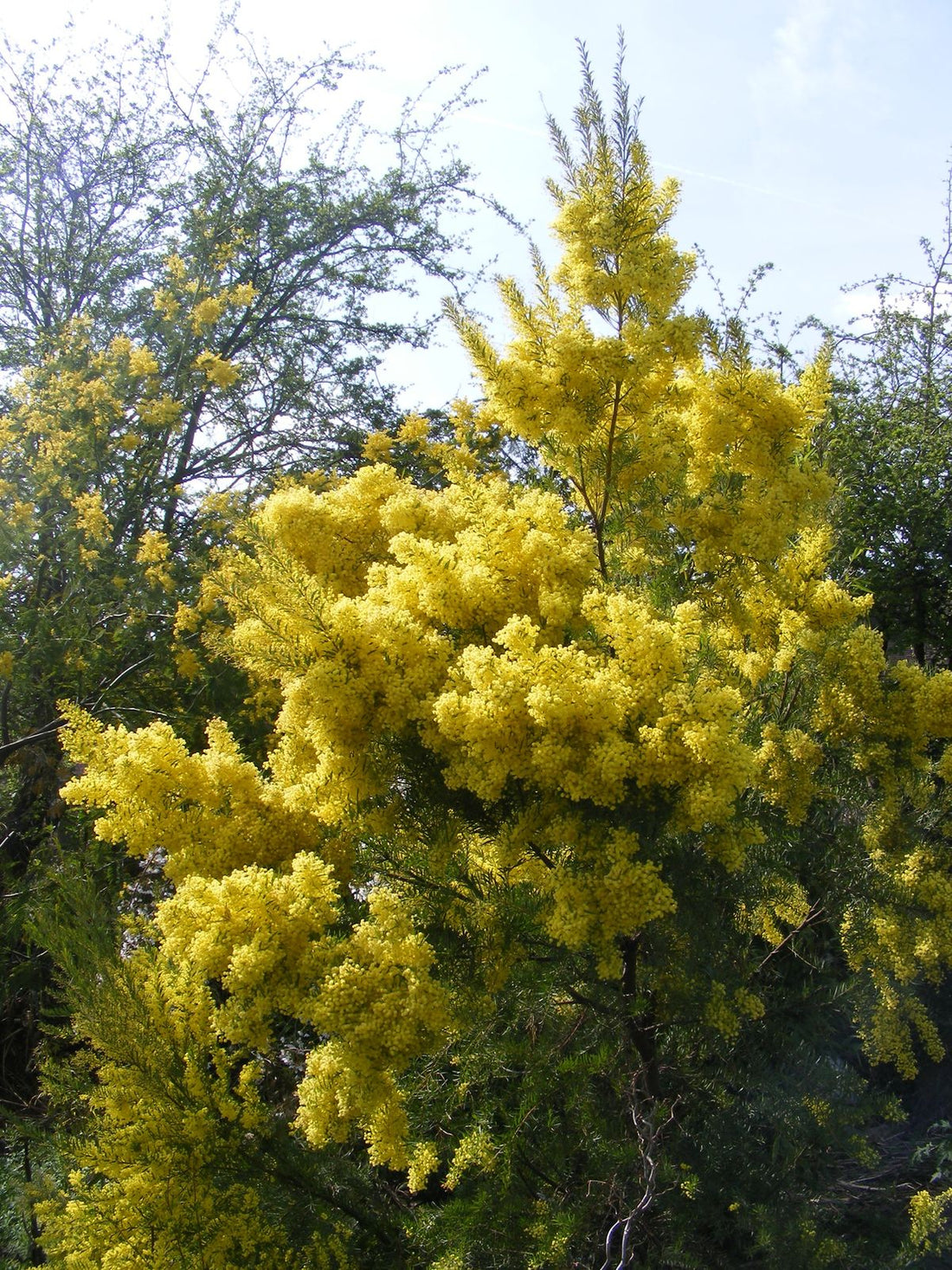 Snowy River Wattle (Acacia boormanii)