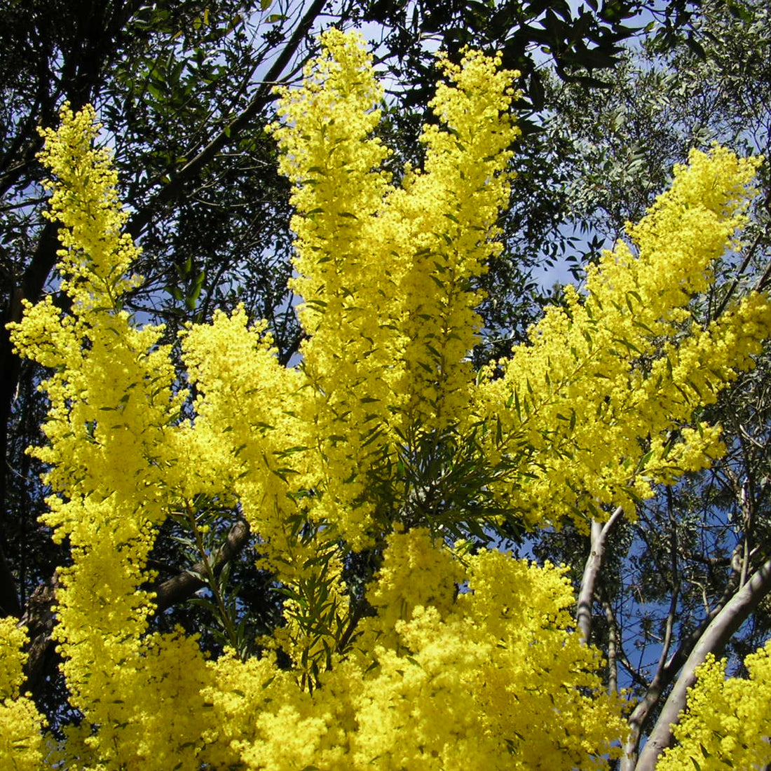 Snowy River Wattle (Acacia boormanii)