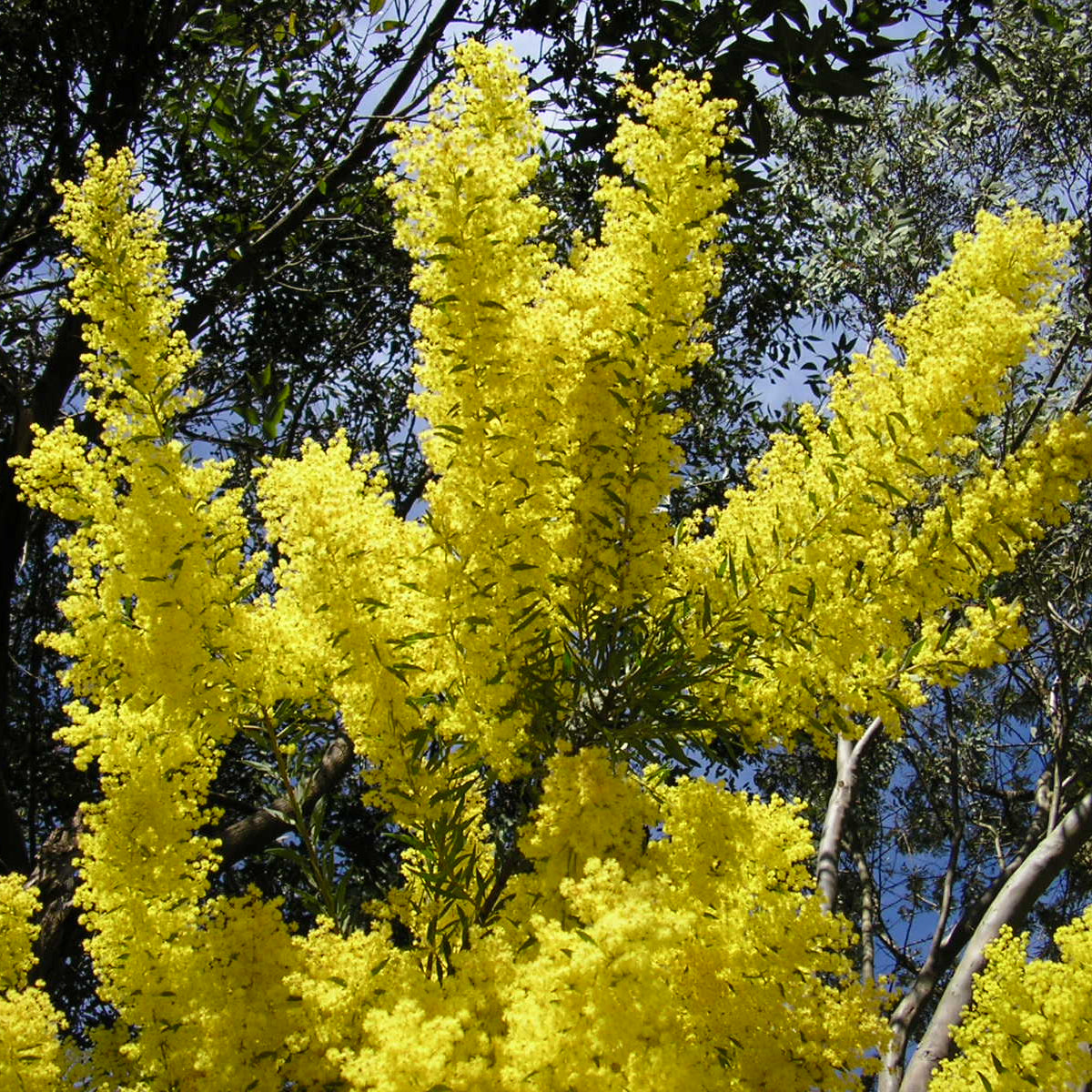 Snowy River Wattle (Acacia boormanii)