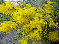 Snowy River Wattle (Acacia boormanii)