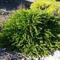 Sticky Wattle Honey Bun (Acacia howittii)