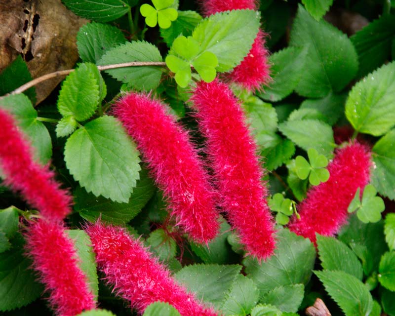 Chenille Plant Stephie (Acalypha reptans) - Ladybird Nursery