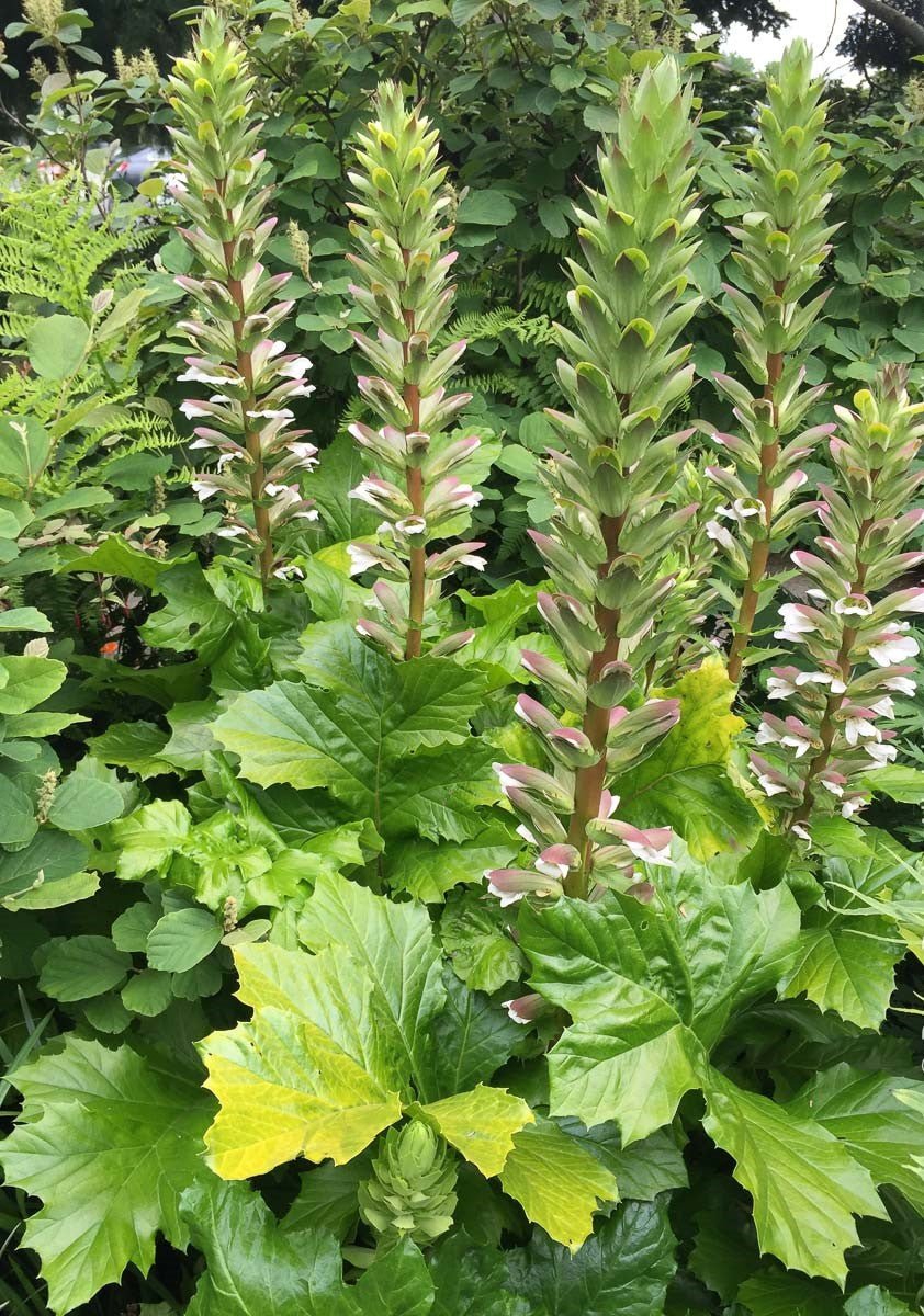 Bear's Breeches Hollards Gold (Acanthus mollis) - Ladybird Nursery