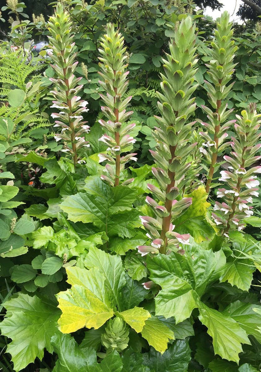 Bear's Breeches Hollards Gold (Acanthus mollis)