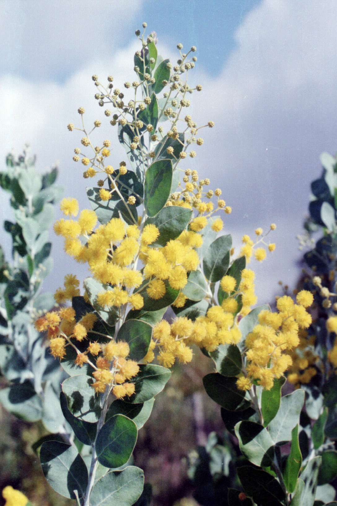 Queensland Silver Wattle (Acacia podalyriifolia) - Ladybird Nursery