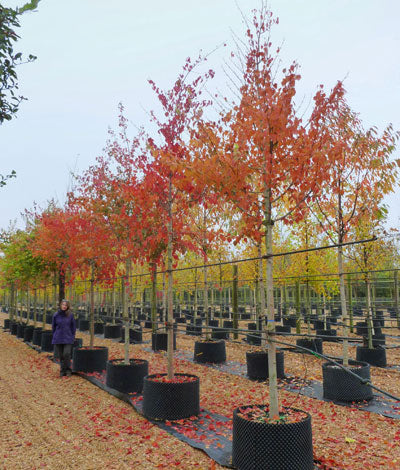 David's Maple Snake Bark (Acer davidii)