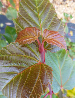 David's Maple Snake Bark (Acer davidii)