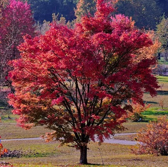 Tatarian Maple Ginnala Flame Bonsai Starter (Acer tartaricum) - Ladybird Nursery
