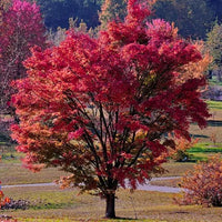 Tatarian Maple Ginnala Flame Bonsai Starter (Acer tartaricum) - Ladybird Nursery