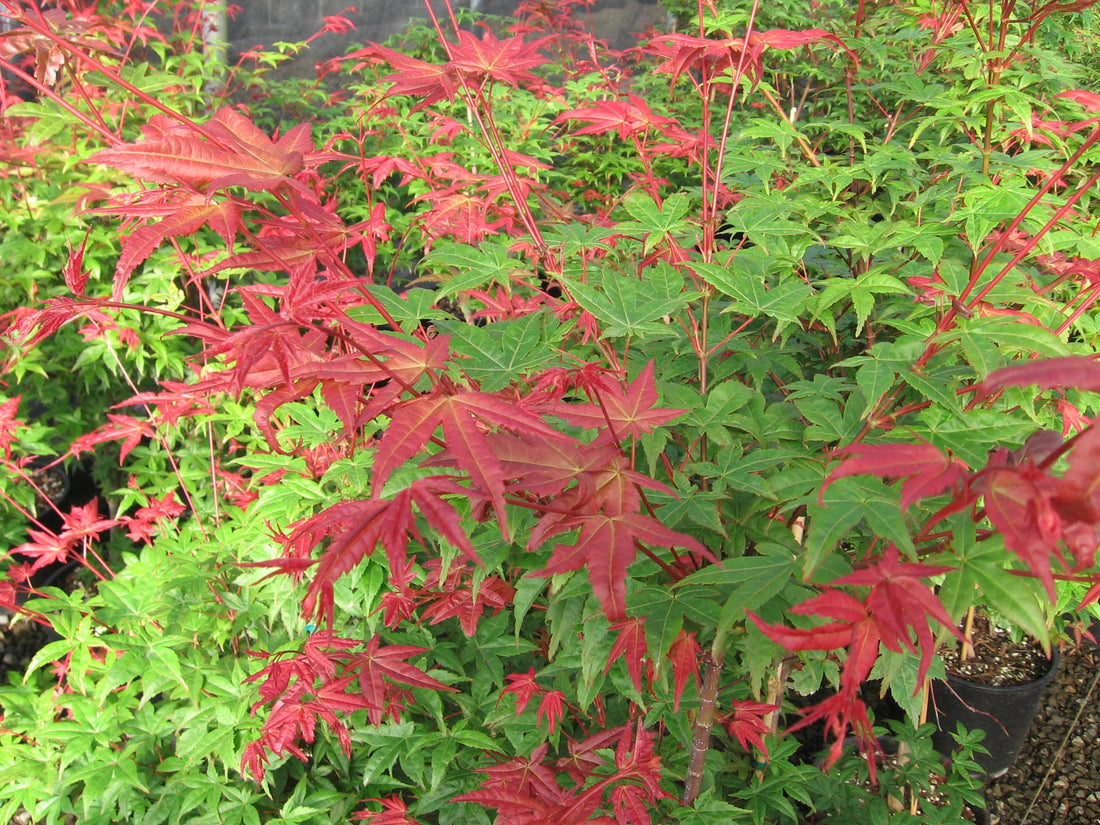 Japanese Maple Bonfire (Acer palmatum) - Ladybird Nursery
