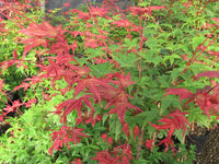 Japanese Maple Bonfire (Acer palmatum)