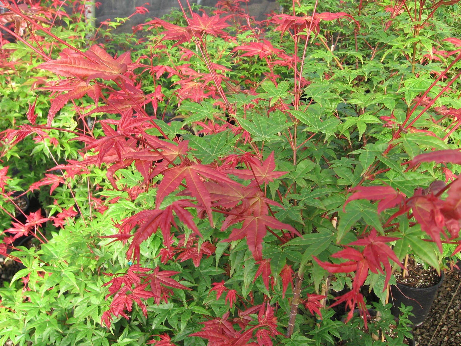 Japanese Maple Bonfire (Acer palmatum) - Ladybird Nursery