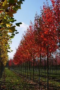 Red Maple (Acer rubrum) - Ladybird Nursery