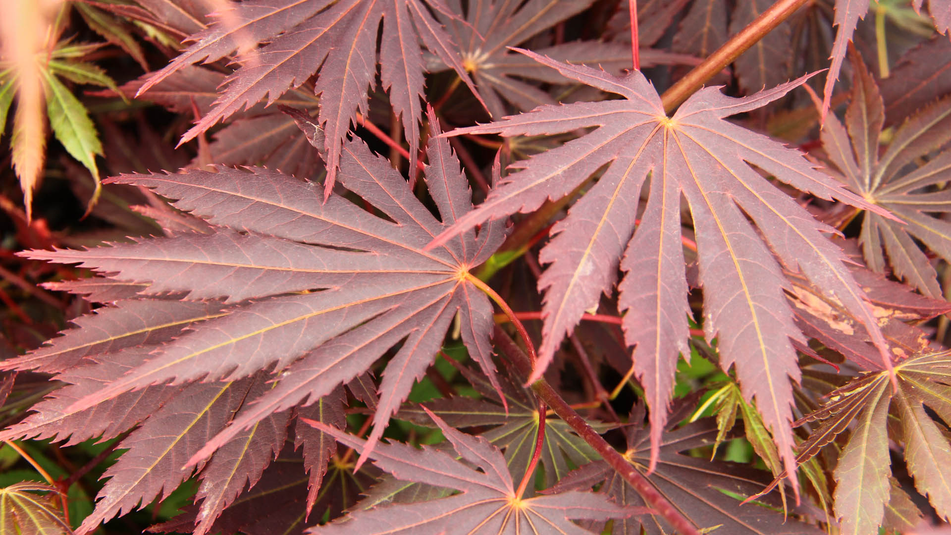 Shirasawa's Maple Yasemin (Acer shirasawanum)