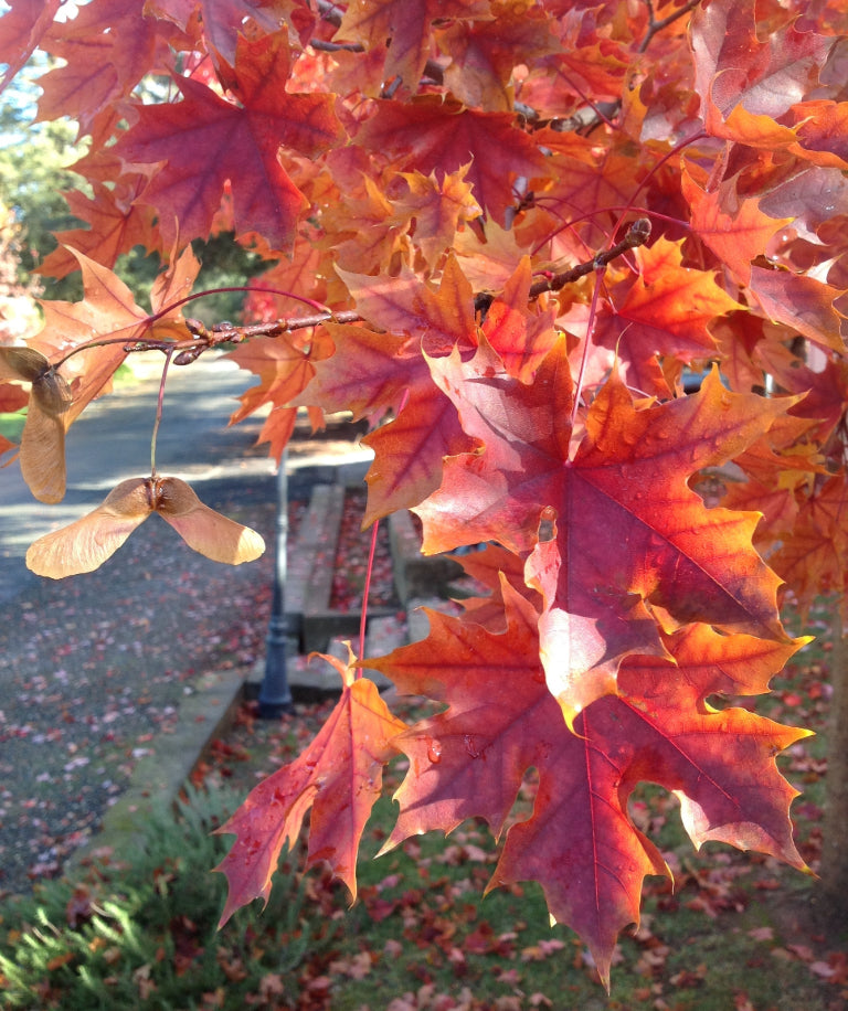 Shantung Maple (Acer truncatum)