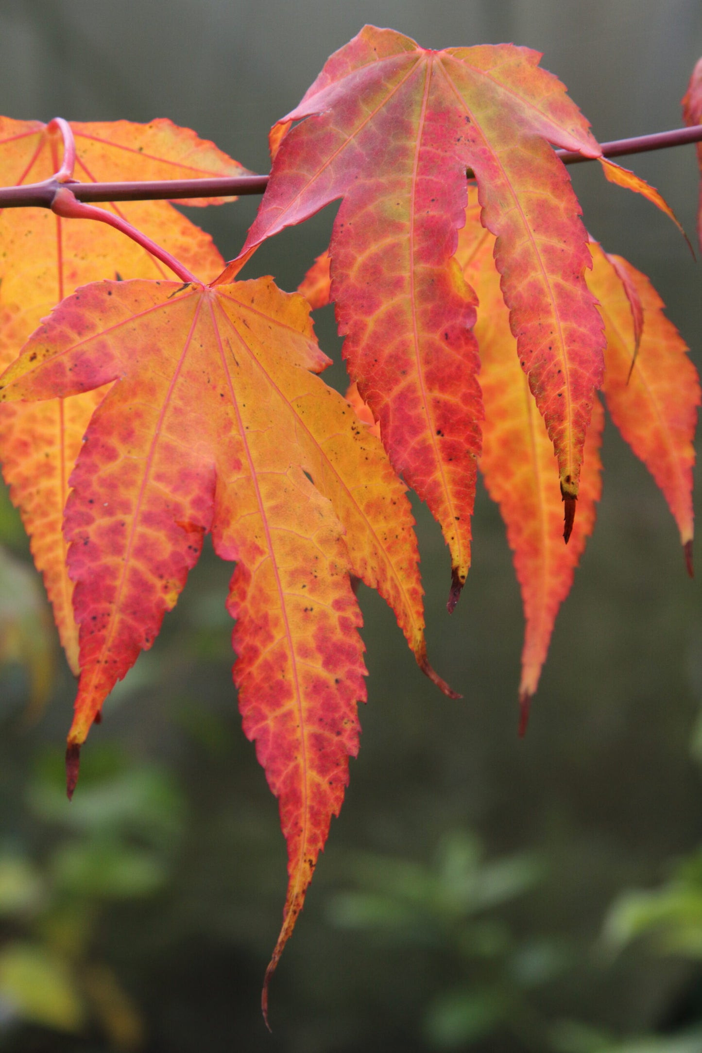 Elegant Maple Chinese (Acer elegantulum)
