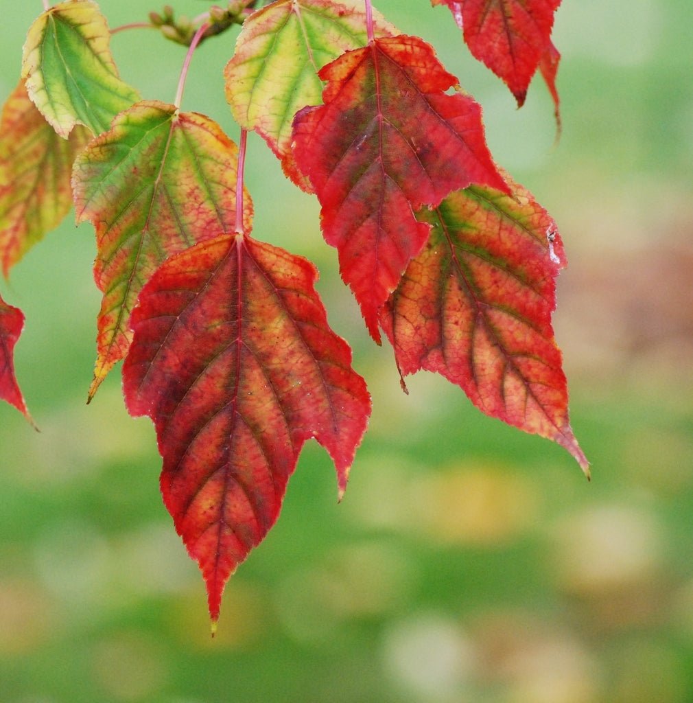 David's Maple Snake Bark Plant – Buy Now! – Ladybird Nursery