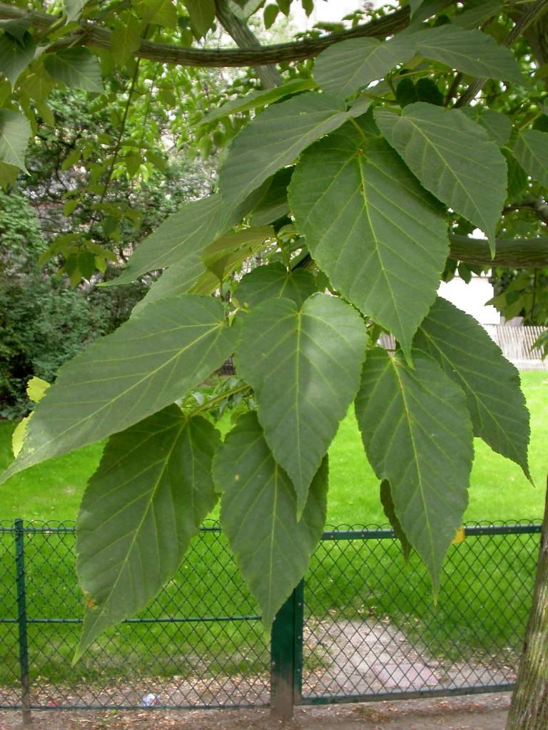David's Maple Snake Bark (Acer davidii)