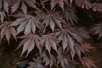 Shirasawa's Maple Yasemin (Acer shirasawanum)