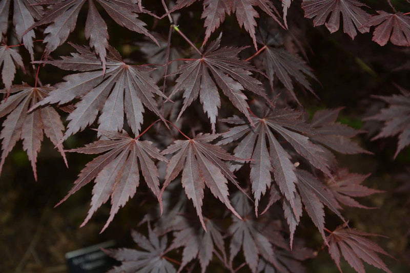 Shirasawa's Maple Yasemin (Acer shirasawanum)