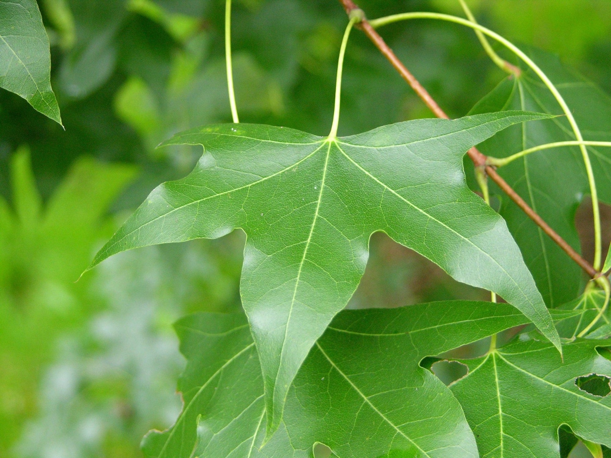 Shantung Maple (Acer truncatum) - Ladybird Nursery