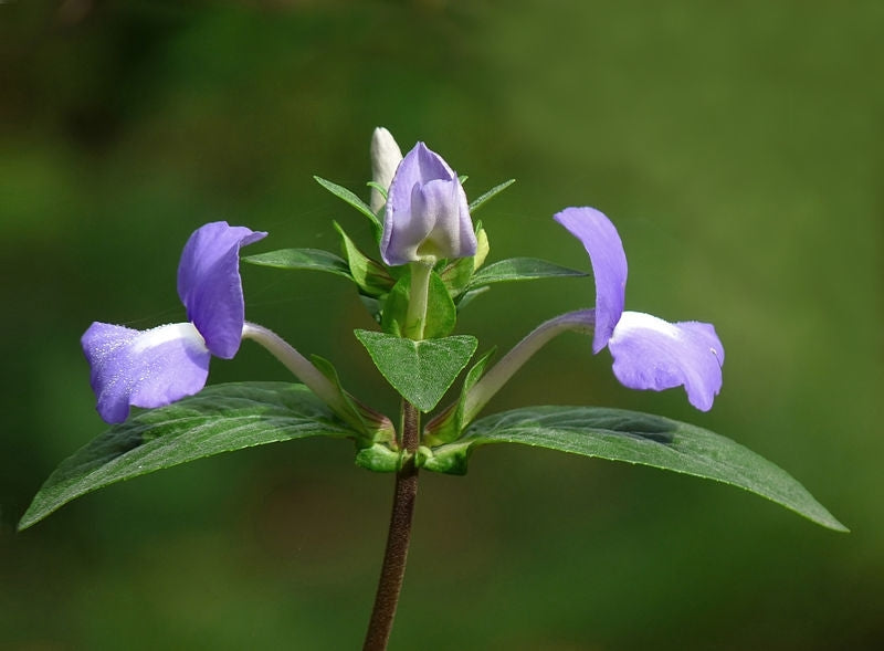 Brazilian Snapdragon Little Boy Blue™ (Otacanthus)