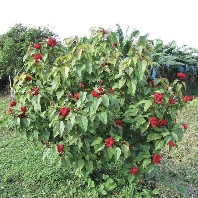 Achiote Bixa - Ladybird Nursery
