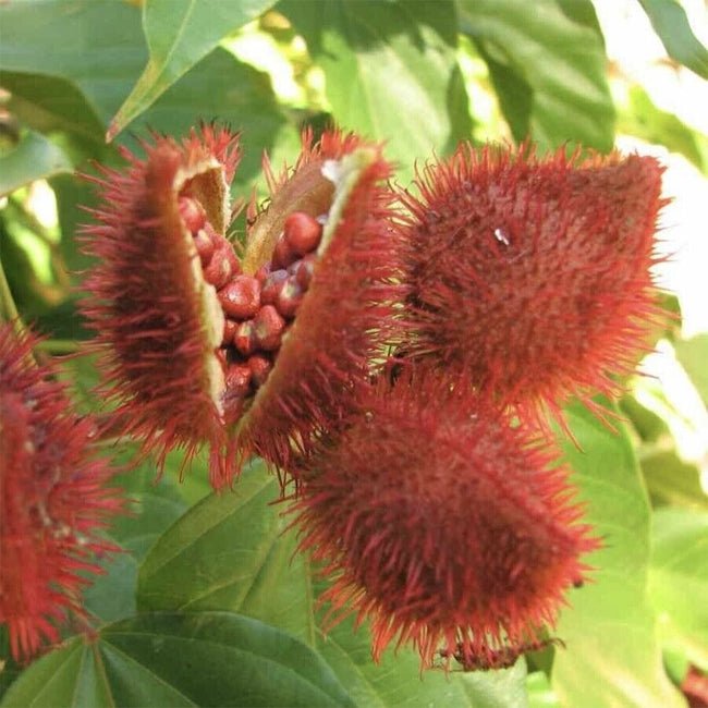 Achiote Bixa - Ladybird Nursery