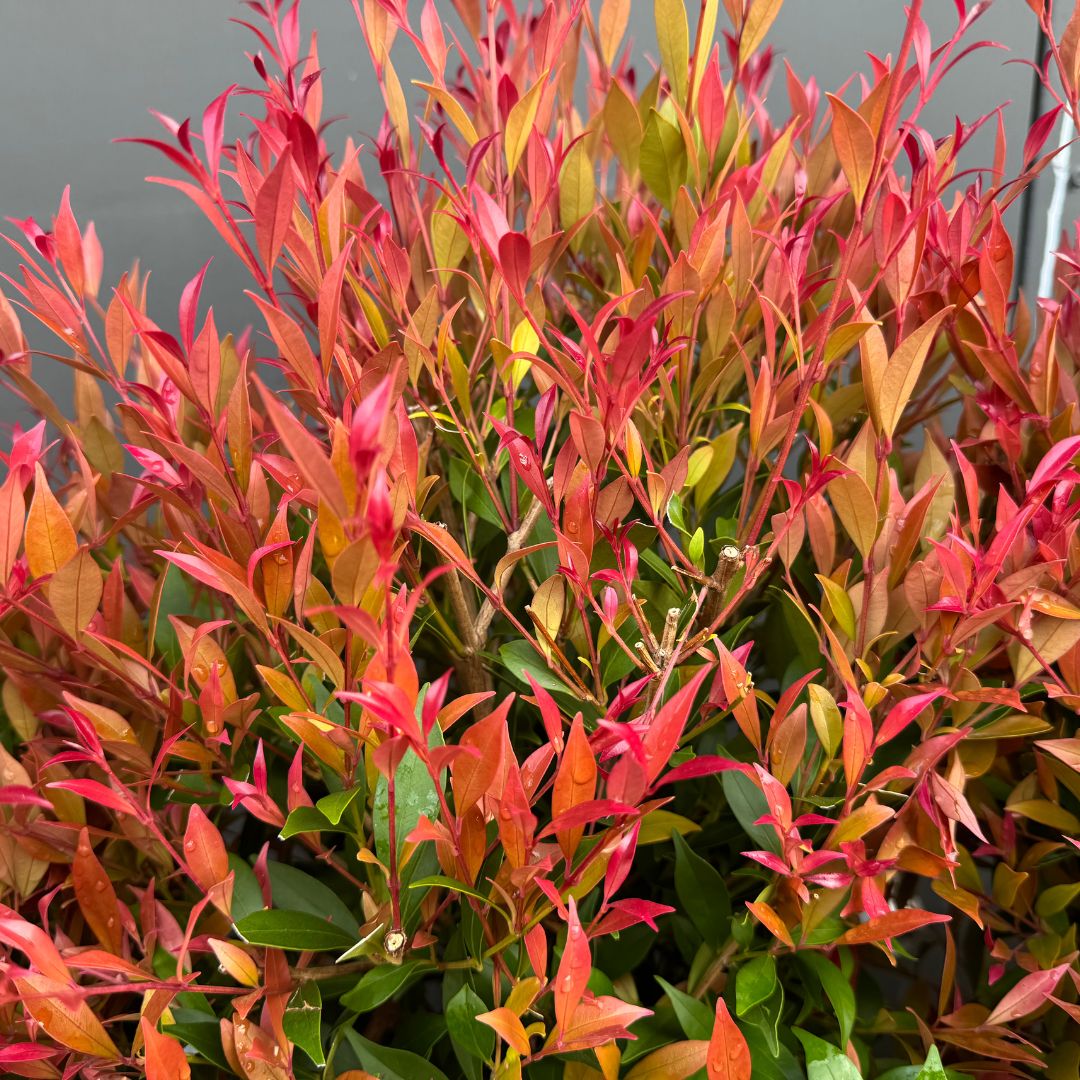 Lilly Pilly Orange Crush (Acmena smithii)