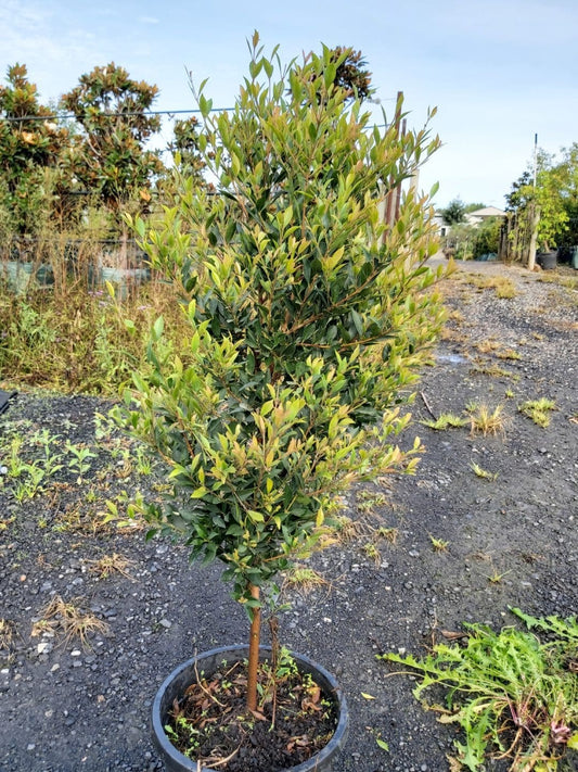 Lilly Pilly Slim Jim (Acmena smithii)