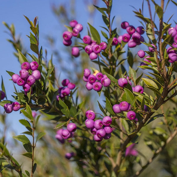 Lilly Pilly Long Island (Acmena smithii)