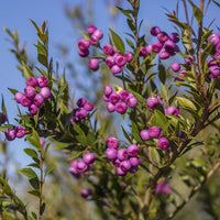 Lilly Pilly Long Island (Acmena smithii) - Ladybird Nursery