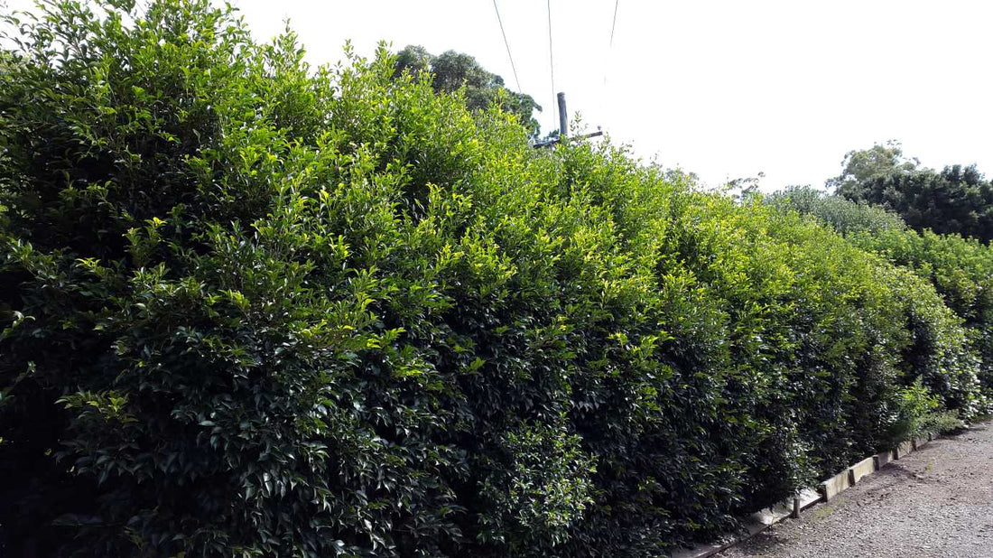 Lilly Pilly SUBLIME™ (Acmena smithii) - Ladybird Nursery