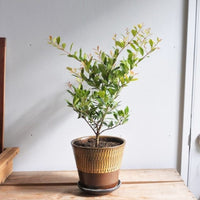 Allyn Magic minor (Syzygium smithii)