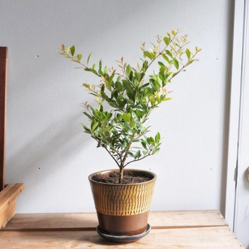 Allyn Magic minor (Syzygium smithii)