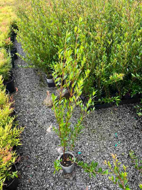 Cherry Surprise minor (Syzygium smithii)