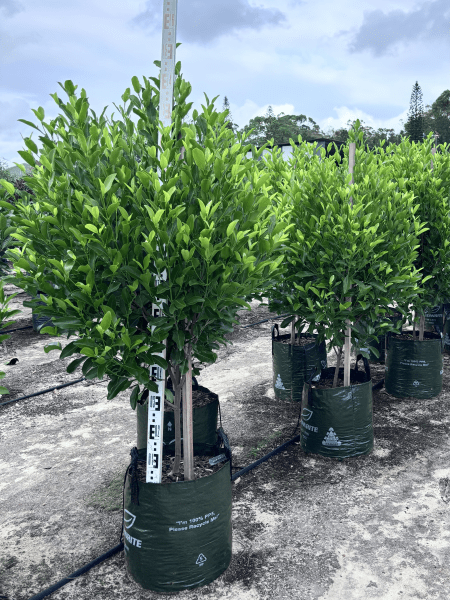 Fraser Island Apple 'Vista' - Advanced 45Ltr Bag **PICKUP ONLY** - Ladybird Nursery