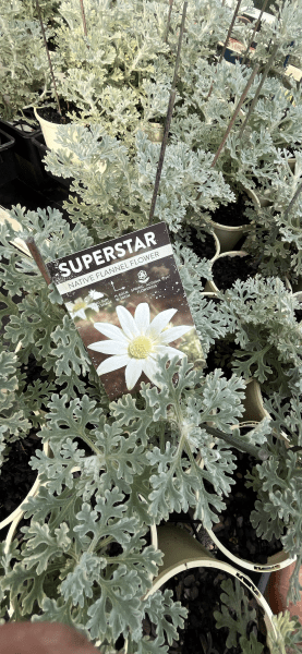 Actinotus helianthi Superstar - Ladybird Nursery