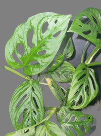 Swiss Cheese Plant (Monstera acuminata)