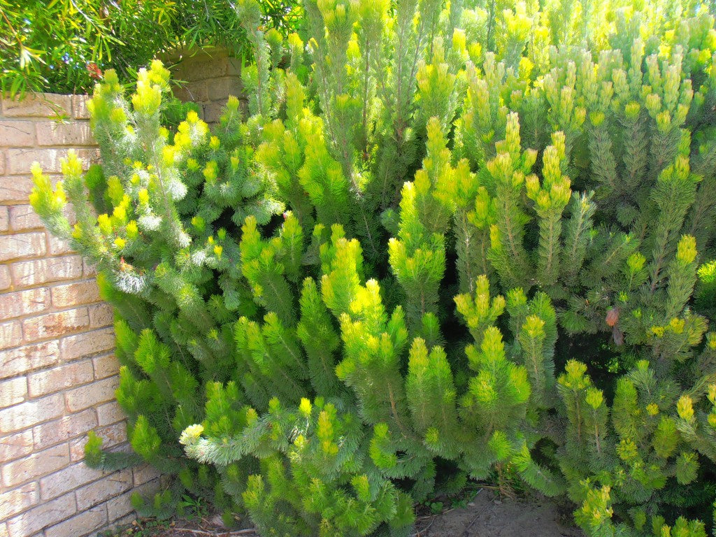 Woolly Bush (Adenanthos sericeus)