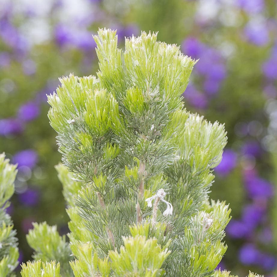 Woolly Bush 'Platinum' (Adenanthos sericeus) - Ladybird Nursery