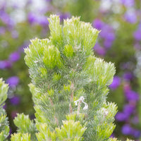 Woolly Bush Platinum (Adenanthos sericeus)