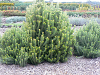 Woolly Bush (Adenanthos sericeus) - Ladybird Nursery