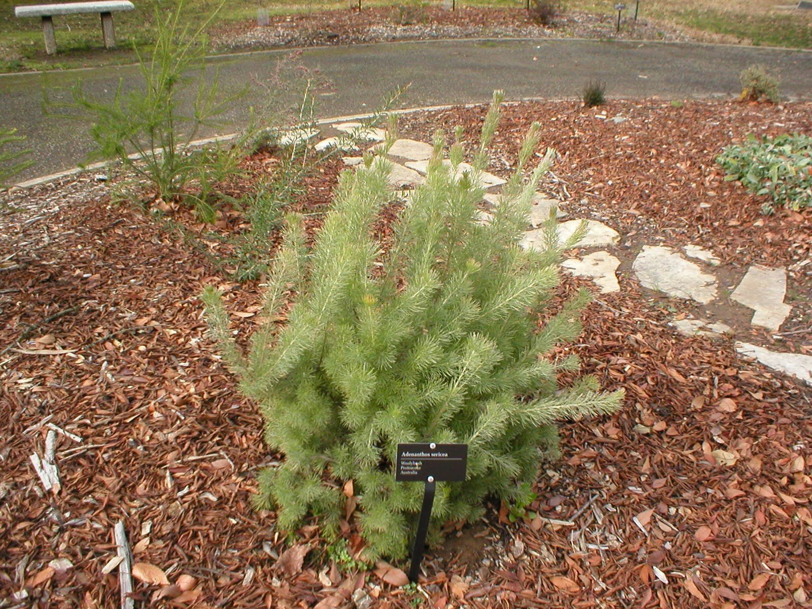 Woolly Bush Silver Streak (Adenanthos sericea) - Ladybird Nursery