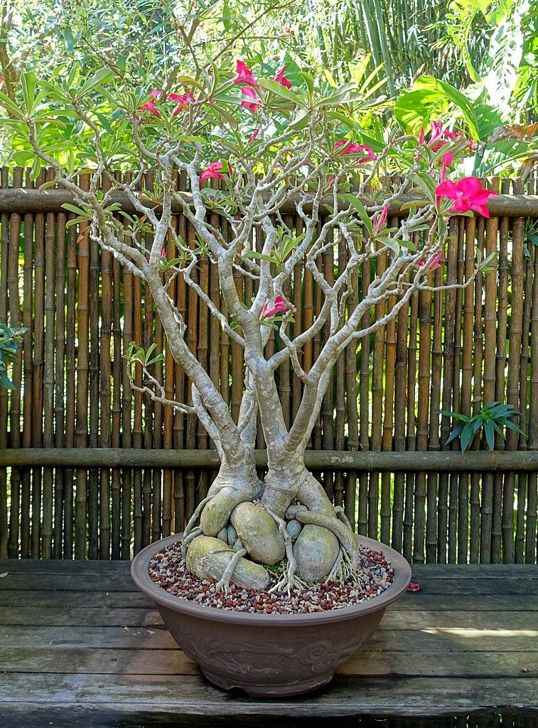 Desert Rose (Adenium obesum)