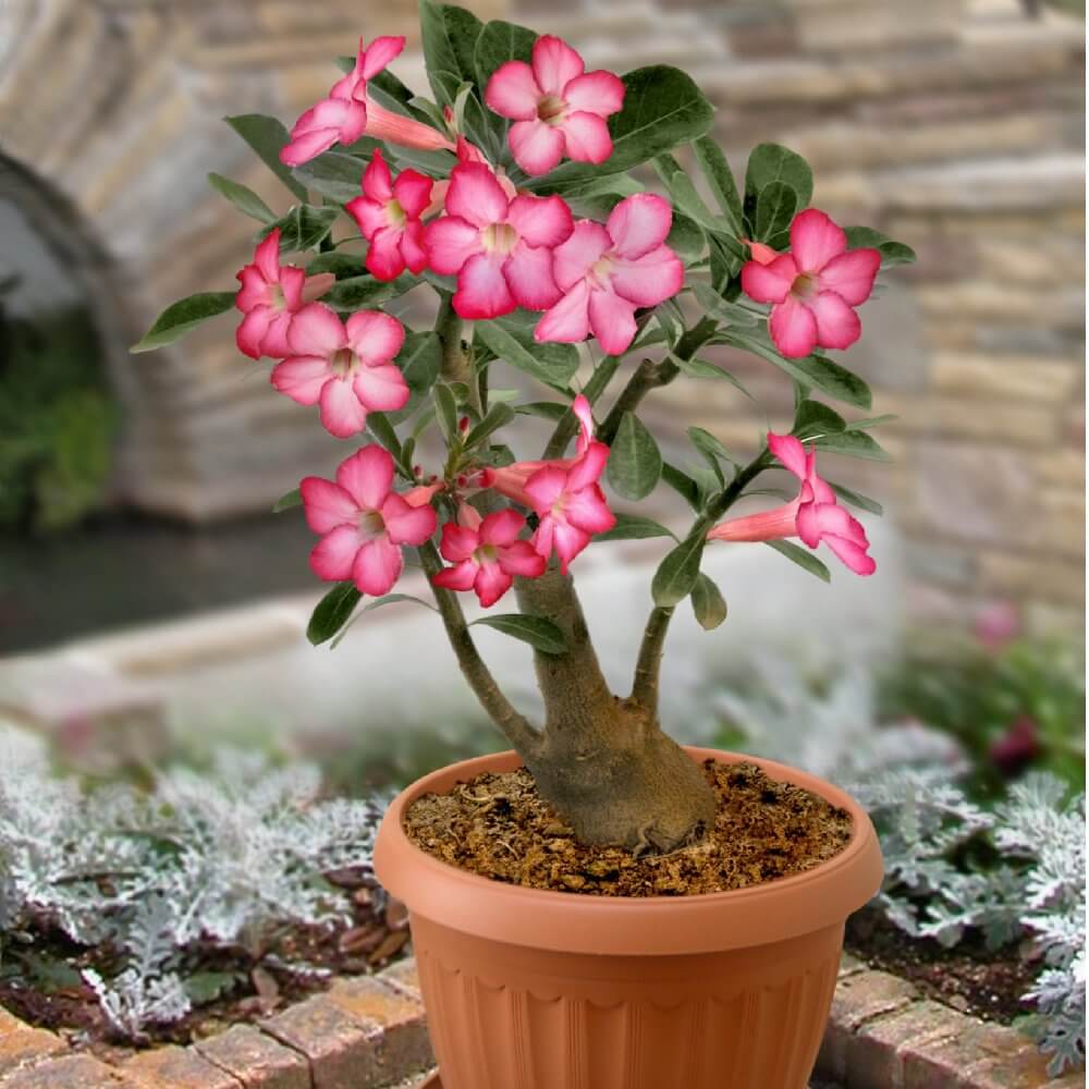 Desert Rose (Adenium obesum)